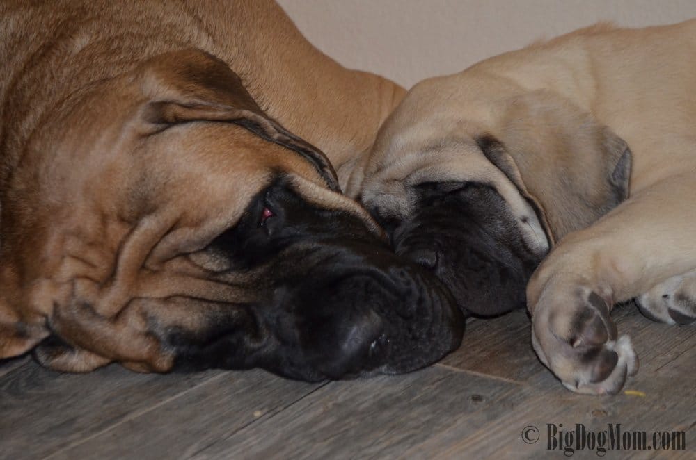 Do You Own A Big Dog Or Want To?  Big Dog Mom Can Help!