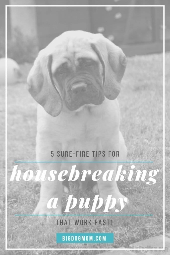 House train best sale puppy fast