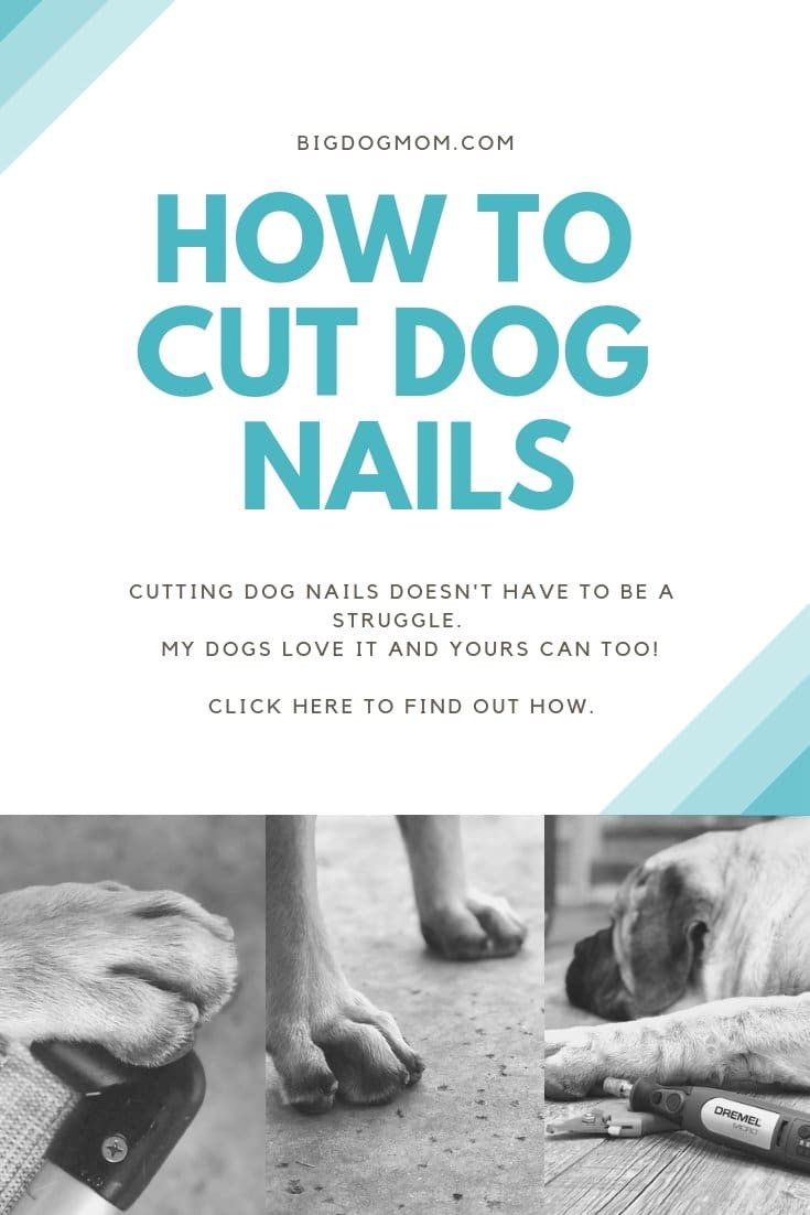 Big dog outlet nail trimming