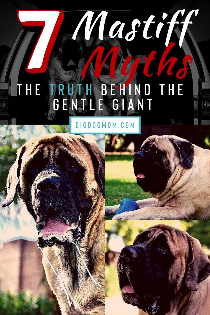 English mastiff hot sale intelligence