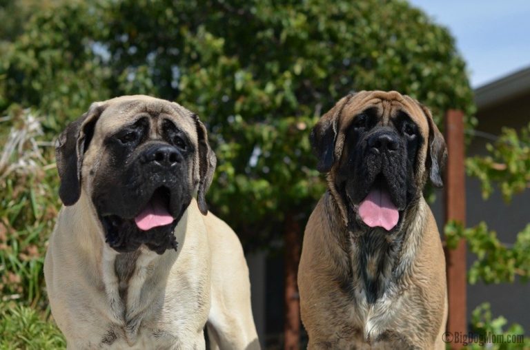 at what age does a english mastiff go into heat