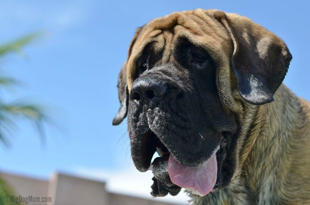 how many puppies do english mastiffs usually have