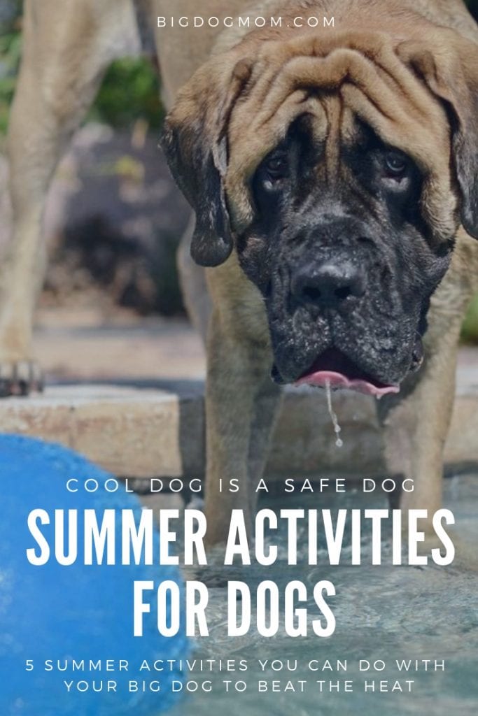 Cool Dogs in Summer
