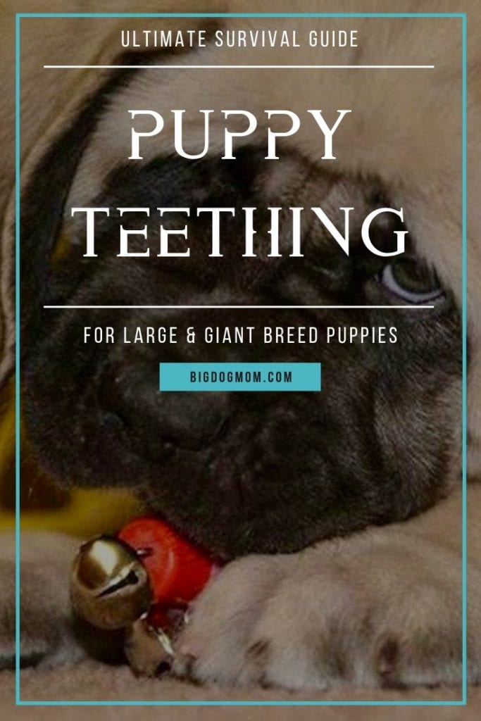 Surviving the Puppy Teething Phase - Patience and consistency: Key to surviving the teething phase