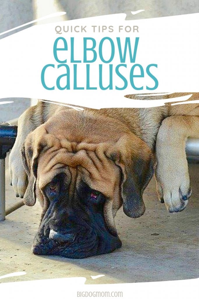 dog elbow callus treatment