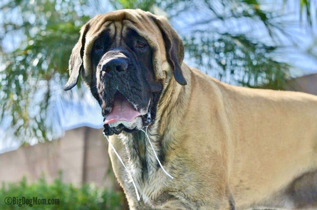 what is considered large breed dog