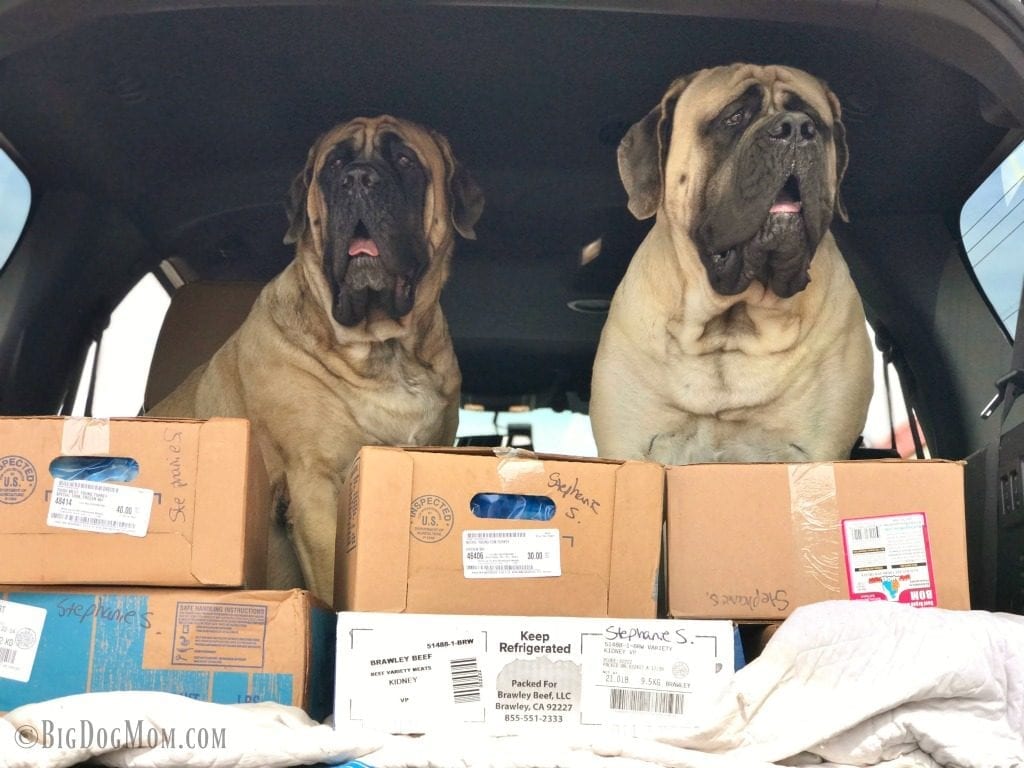 Mastiff raw diet best sale