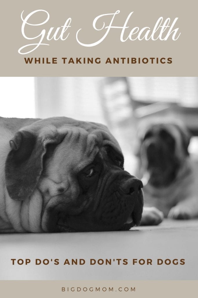 How To Restore Dogs Gut Health After Antibiotics