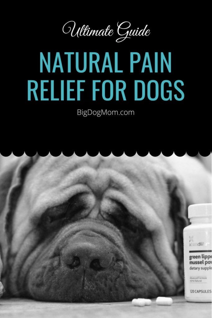 Natural Pain Relief For Dogs: 5 Simple Methods That May Help