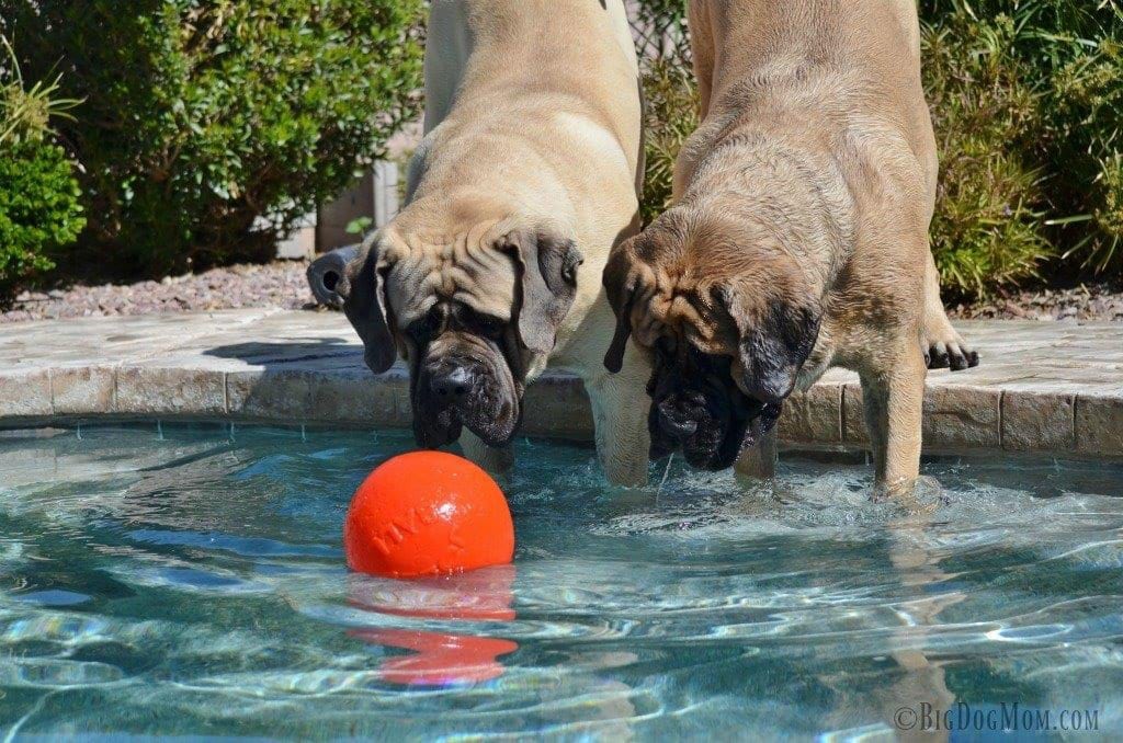 Good toys shop for big dogs