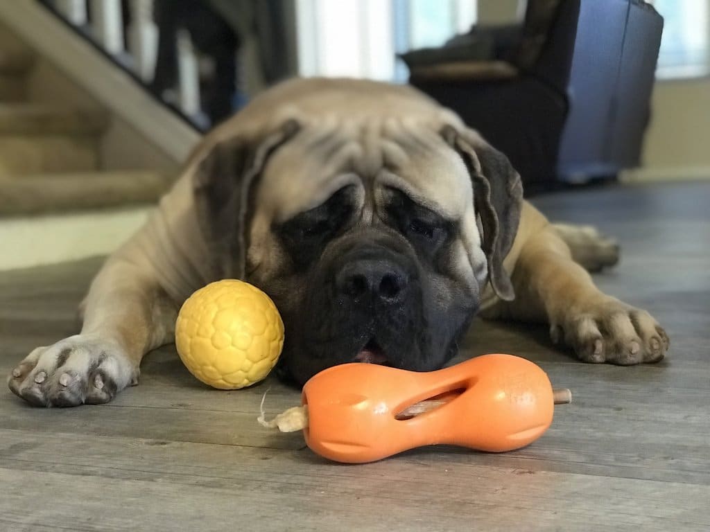 Top 10 Best Toys For Big Dogs Battle