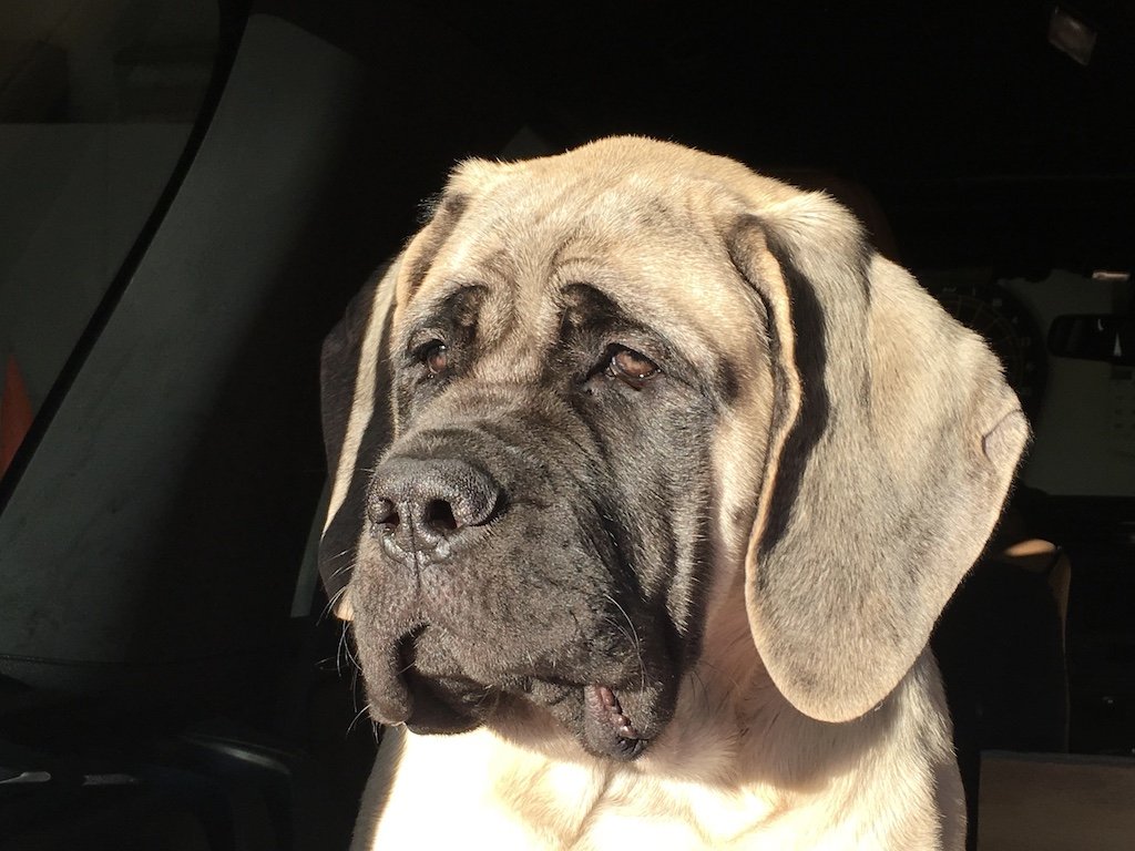 Best food for english clearance mastiff puppy