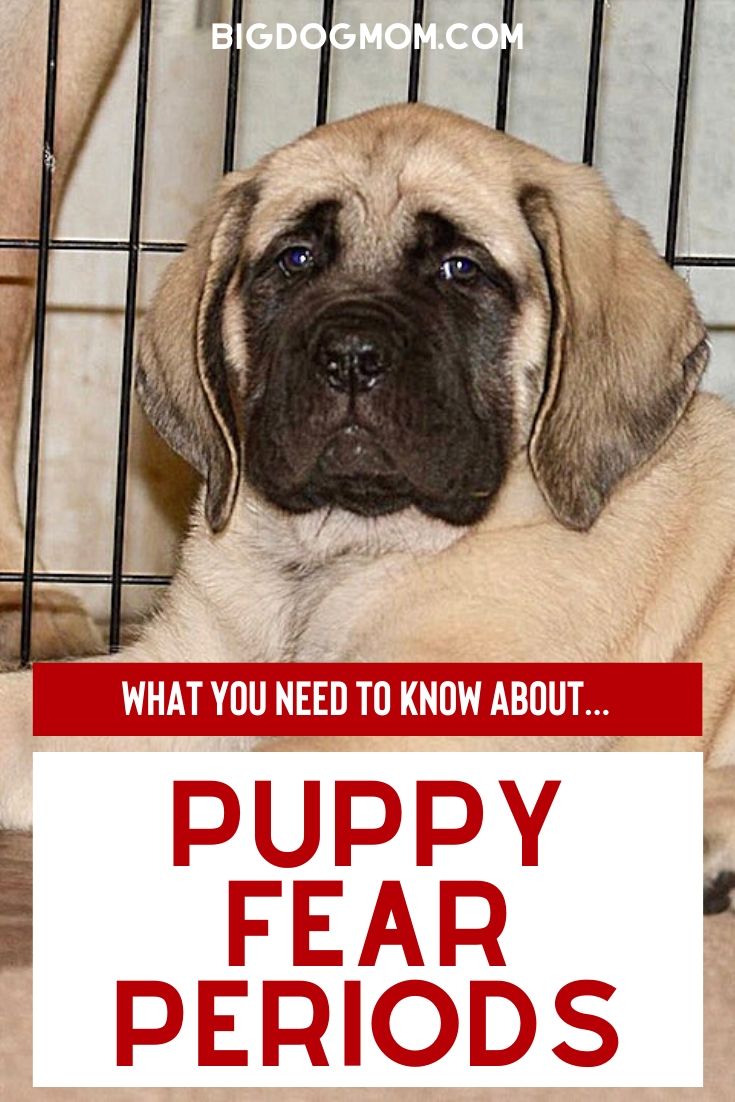 Puppy Fear Periods - Fear Stages in Dogs