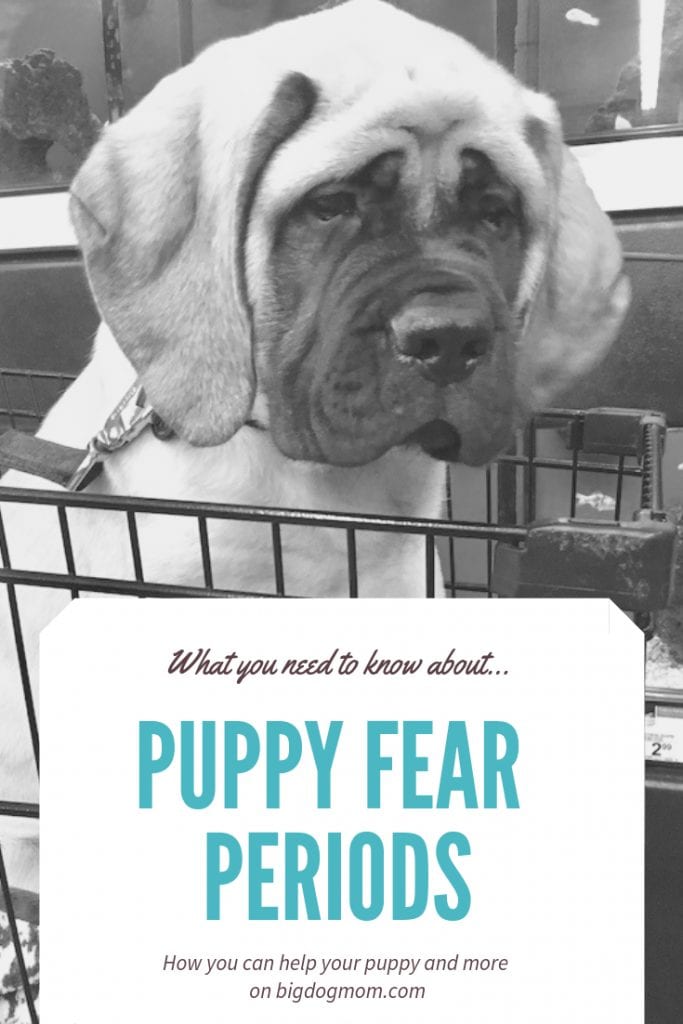 Puppy Fear Periods - Pin 2
