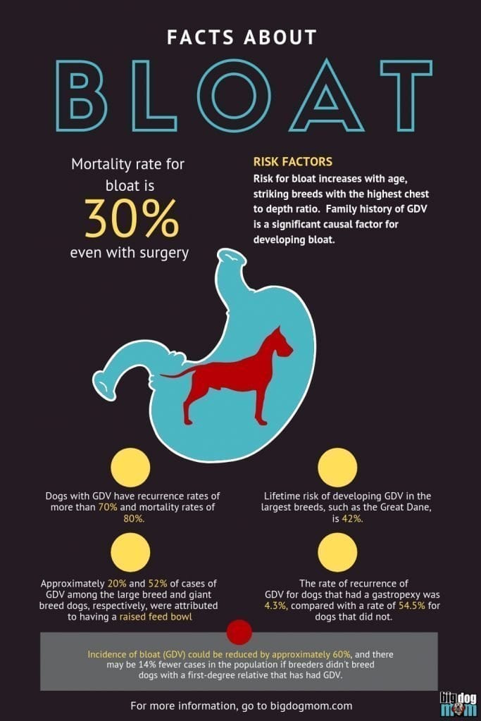 Bloat in Dogs Infographic