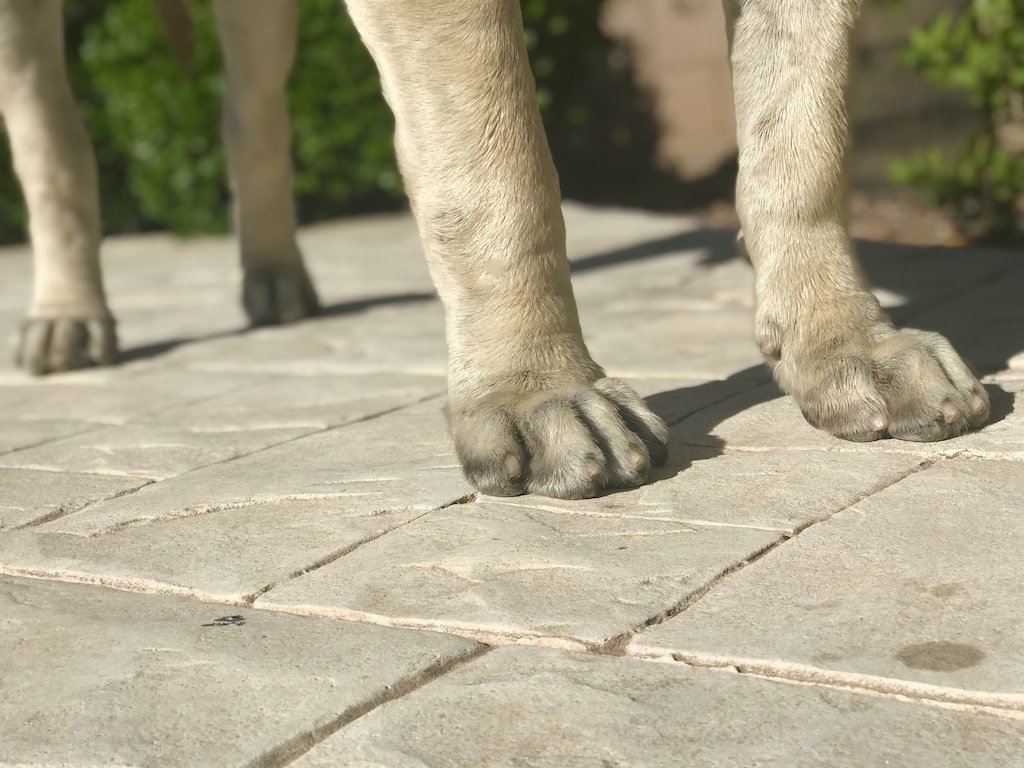 Dog nails too long surgery