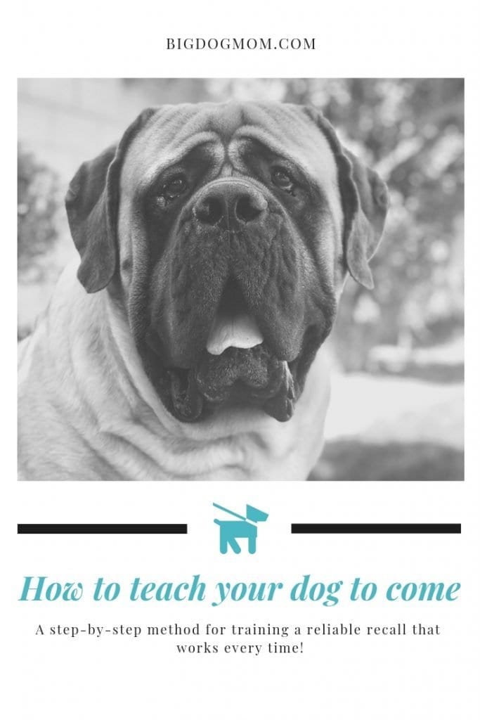 how to teach a dog to come - pin 1