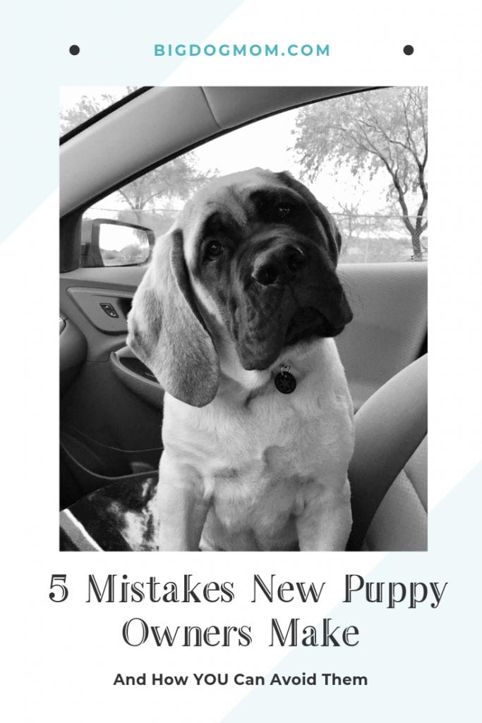 Puppy Socialization 5 Common Mistakes You Don T Want To Make