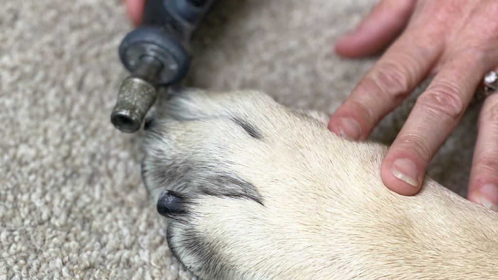 how to cut dog nails