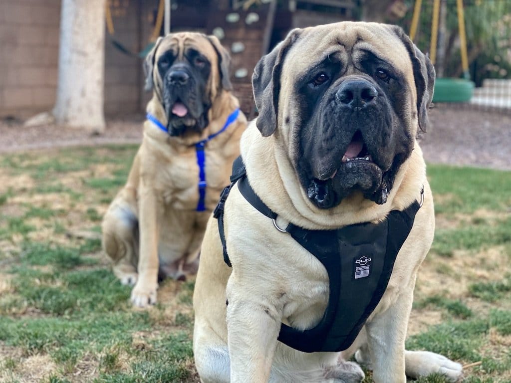The Best Dog Harness for Large Dogs - Big Dog Mom Mastiffs