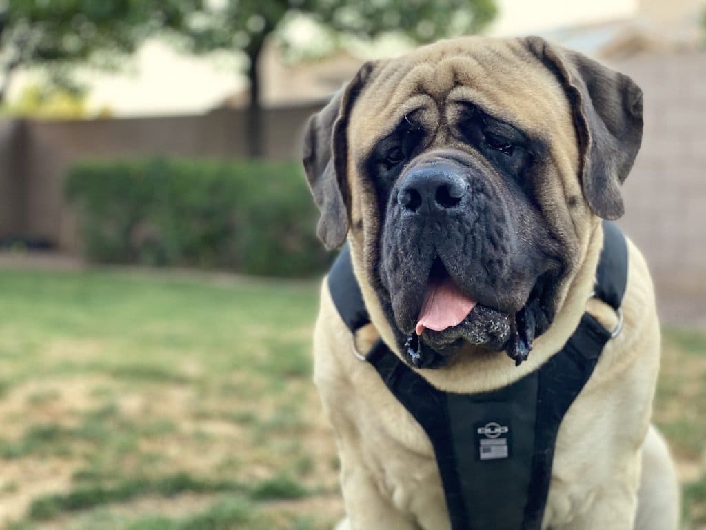 Best harness hot sale for mastiff