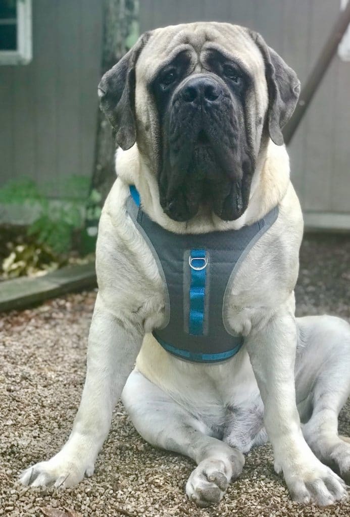 are harnesses good for big dogs