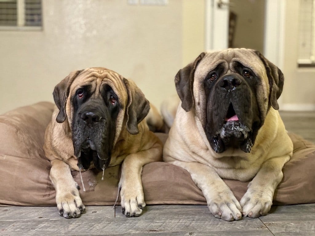 are mastiffs barkers