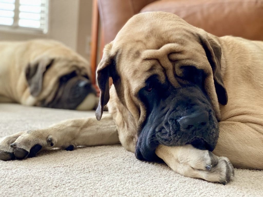 English hot sale mastiff 101