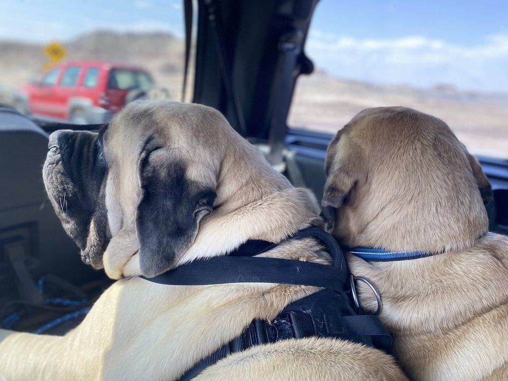 Traveling With Large Dogs