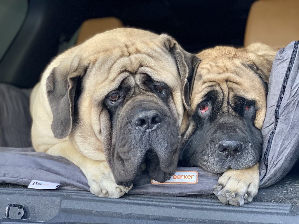 Car Travel Bed for Dogs - Big Barker SUV Dog Bed Review by Big Dog Mom