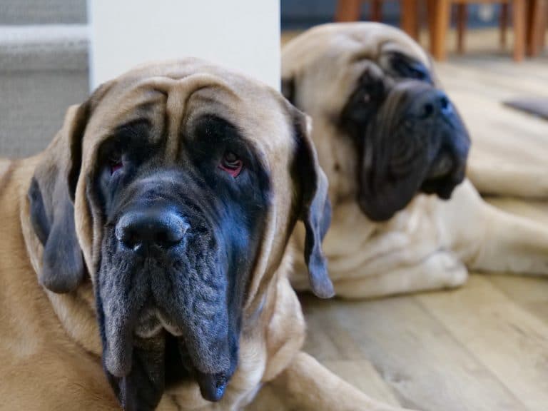 How Much Does a Mastiff Cost? Annual Costs Revealed [DATA]