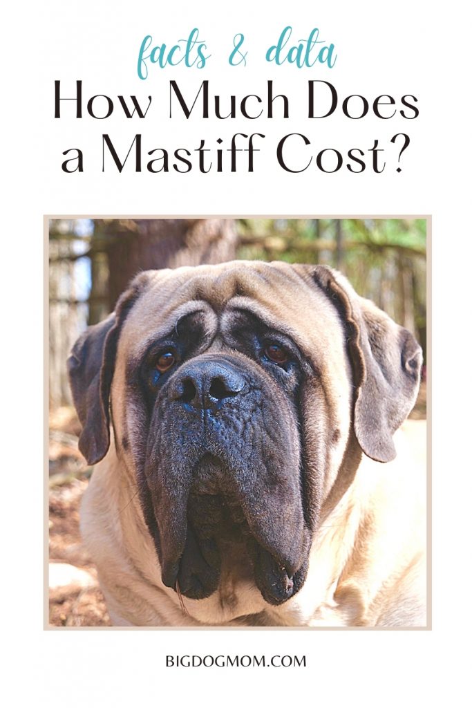 How Much Does a Mastiff Cost