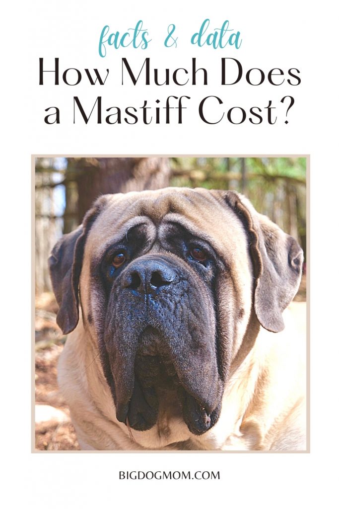 what do you feed a mastiff dog