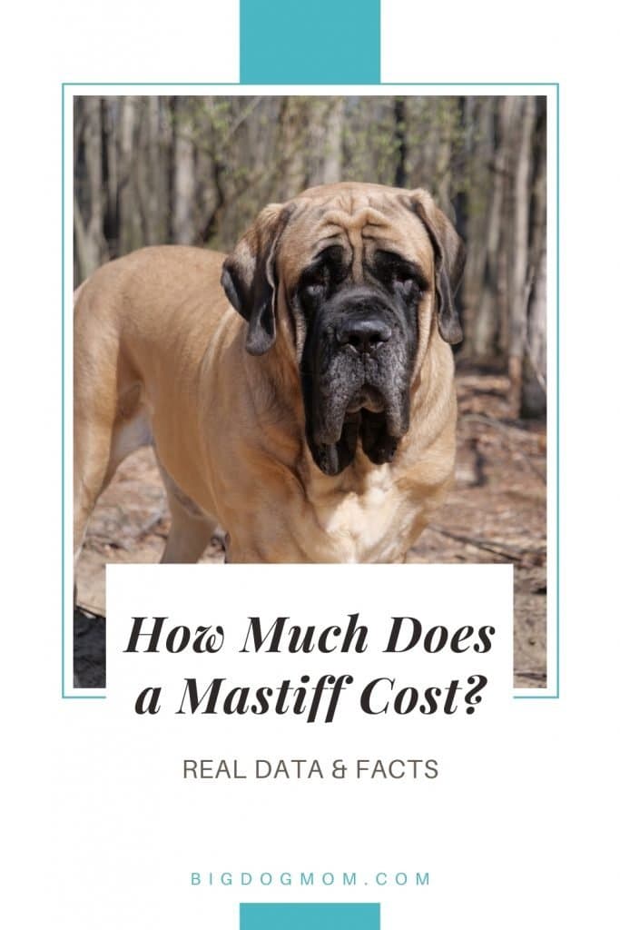 how much does it cost to own a mastiff