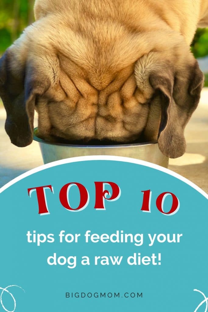 https://bigdogmom.com/wp-content/uploads/2021/06/Raw-Diet-for-Dogs-10-Tips-Pin-3-683x1024.jpg