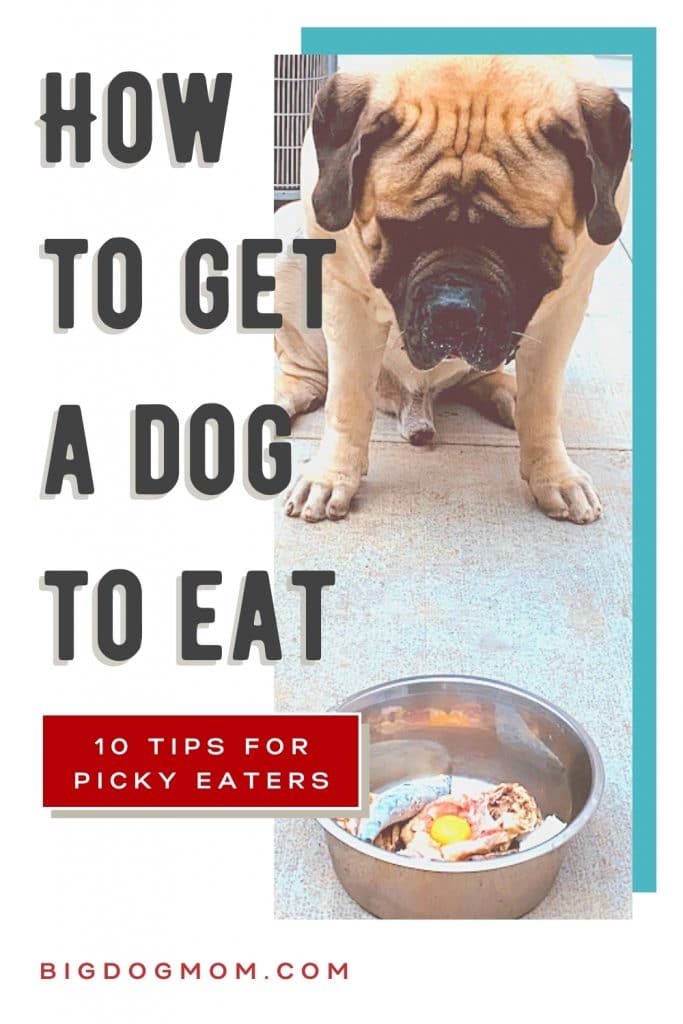 Best way to get 2025 a dog to eat