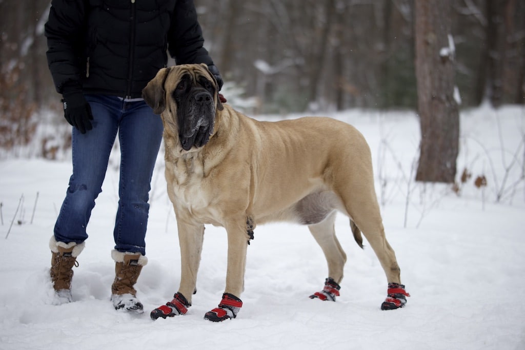 Large breed shop dog shoes