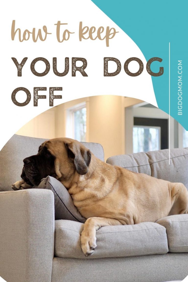 My Couch Is NOT Your Bed! How To Keep Dogs Off Couch [5 TIPS]