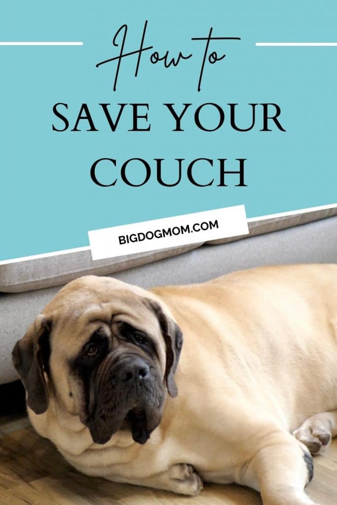 How to Keep Dogs off Couch