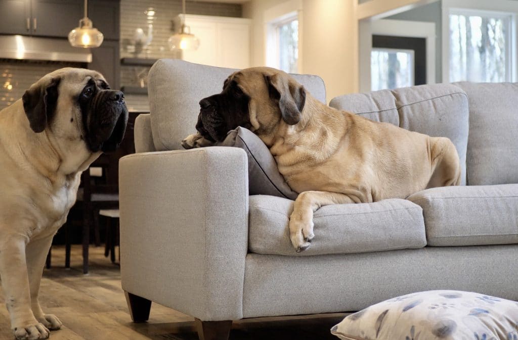 How large of a dog bed should i buy? Controller for scale : r/Mastiff