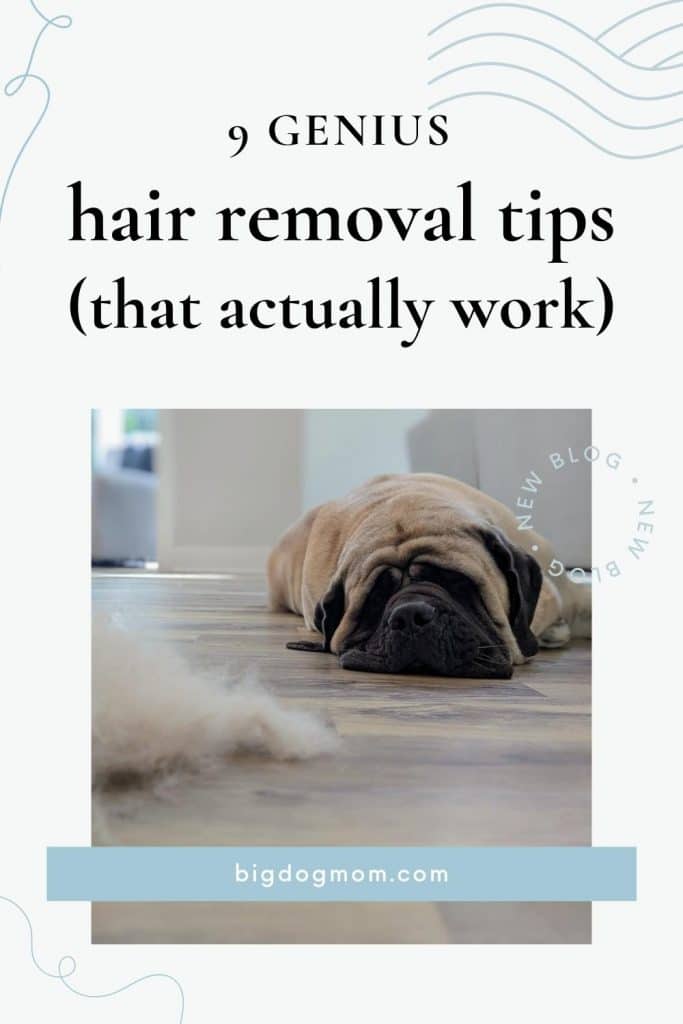 How to Keep Your House Clean with Mastiffs by Big Dog Mom