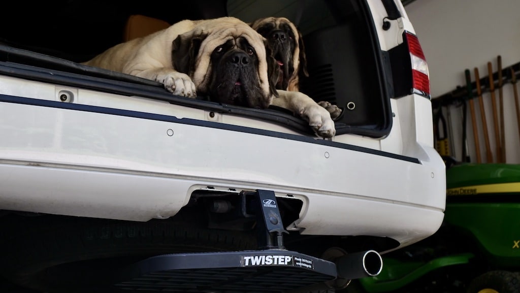 Trailer hitch shop dog ramp