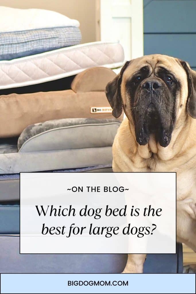 Best dog bed for hotsell english mastiff