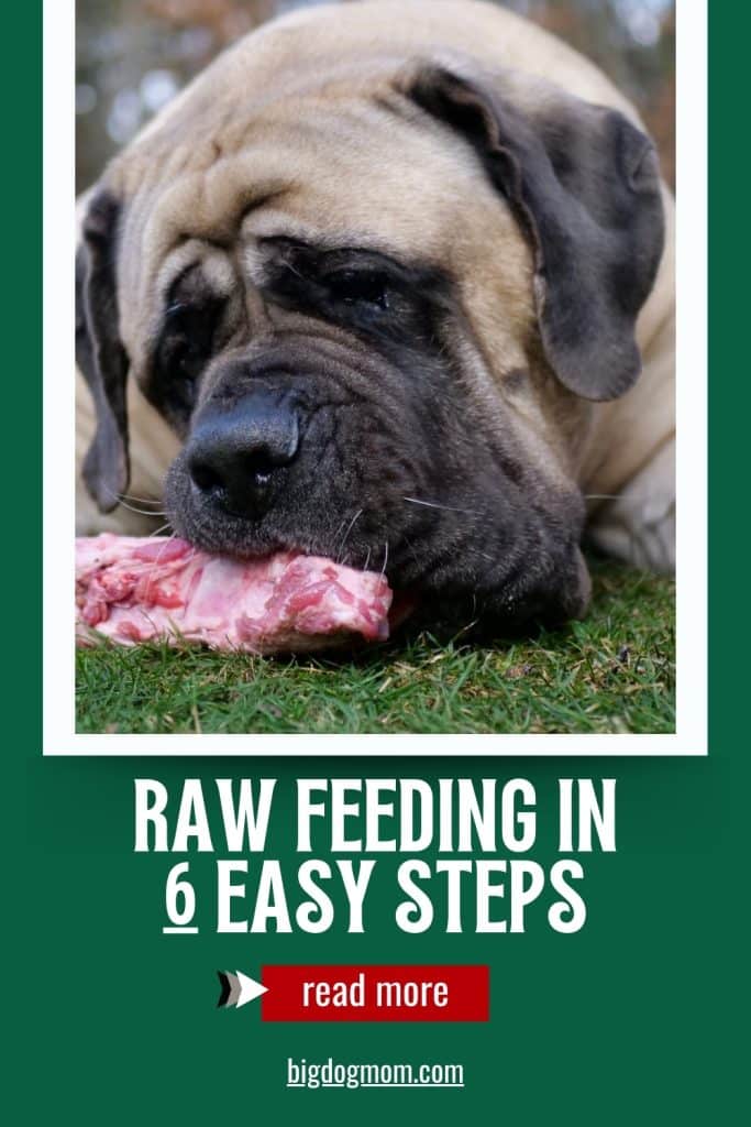 Raw Food Diet For Dogs Seamlessly Transition In 6 Easy Steps